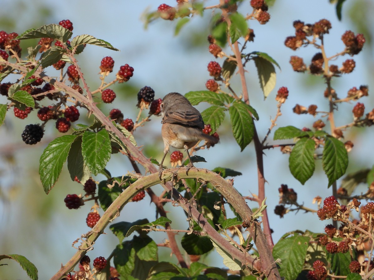 Greater Whitethroat - ML622089613