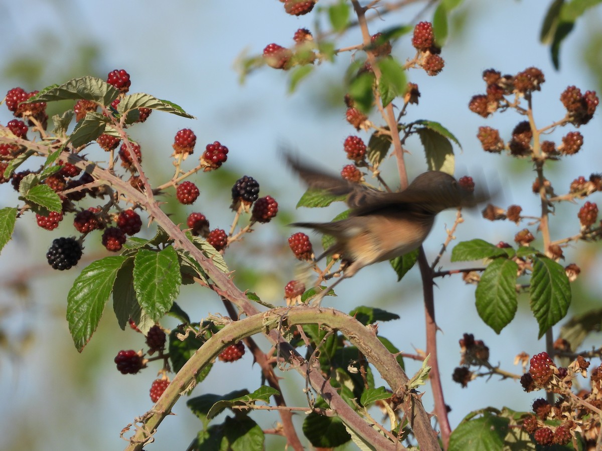 Greater Whitethroat - ML622089614