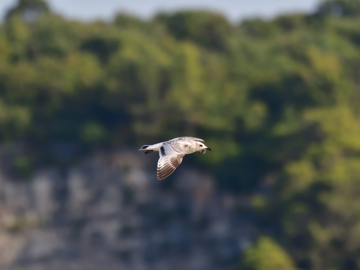 Mediterranean Gull - ML622089615