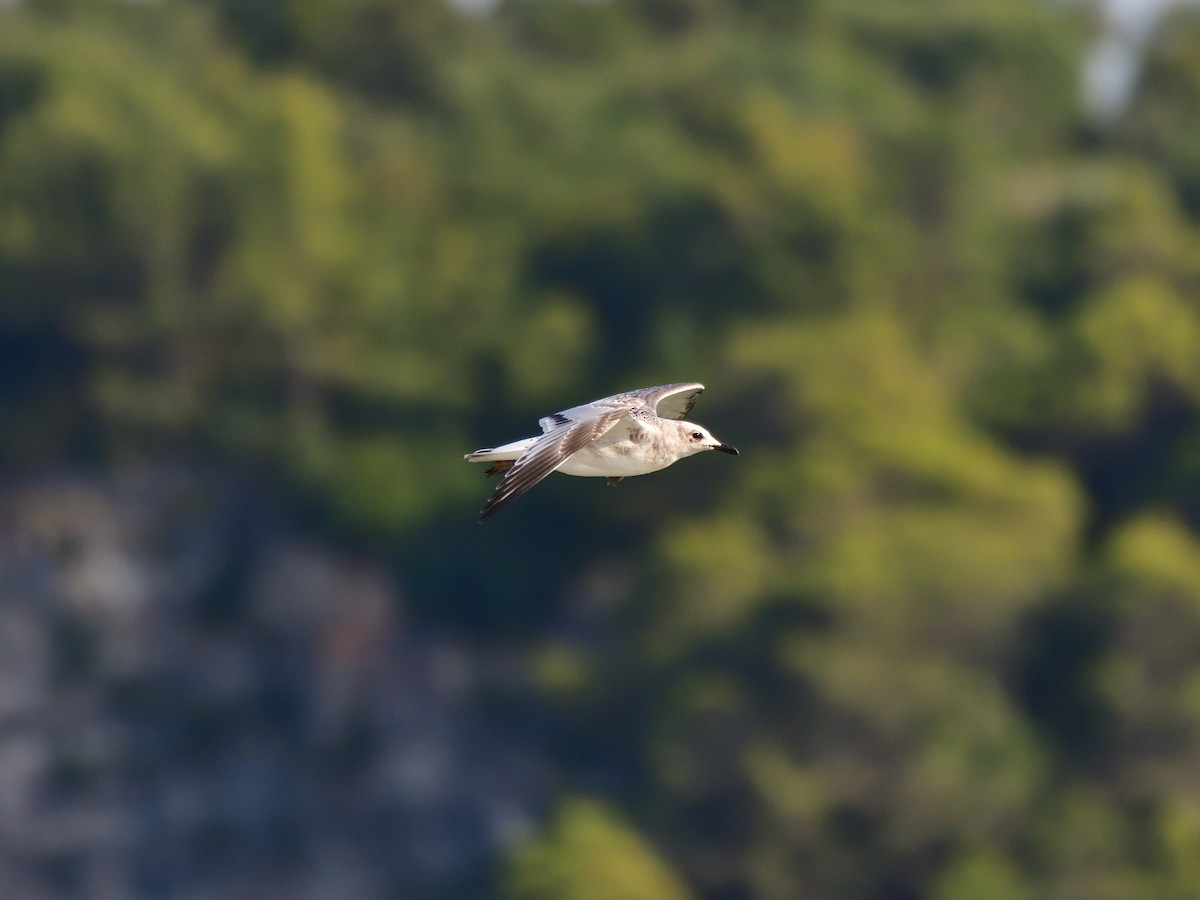 Mouette mélanocéphale - ML622089616