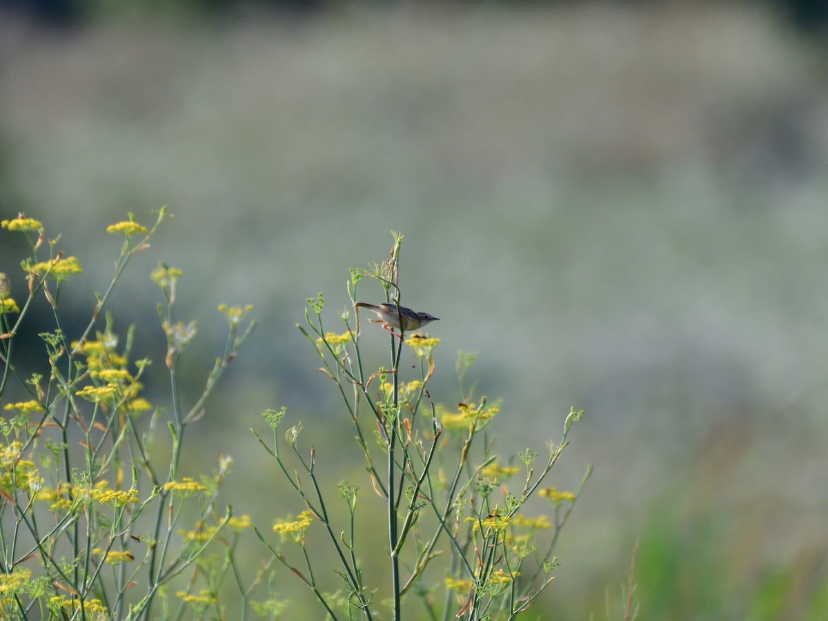 Zitting Cisticola - Emil Sušanj