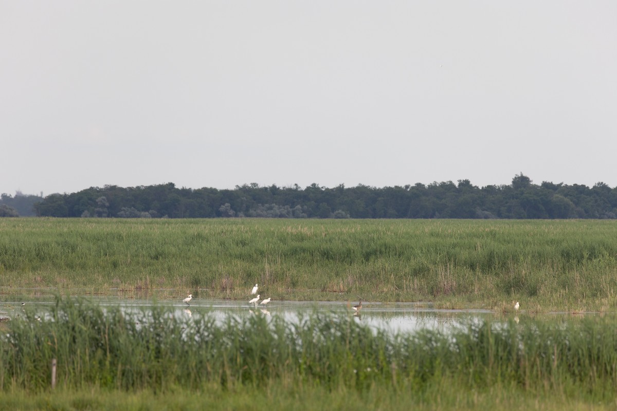 Eurasian Spoonbill - ML622089669