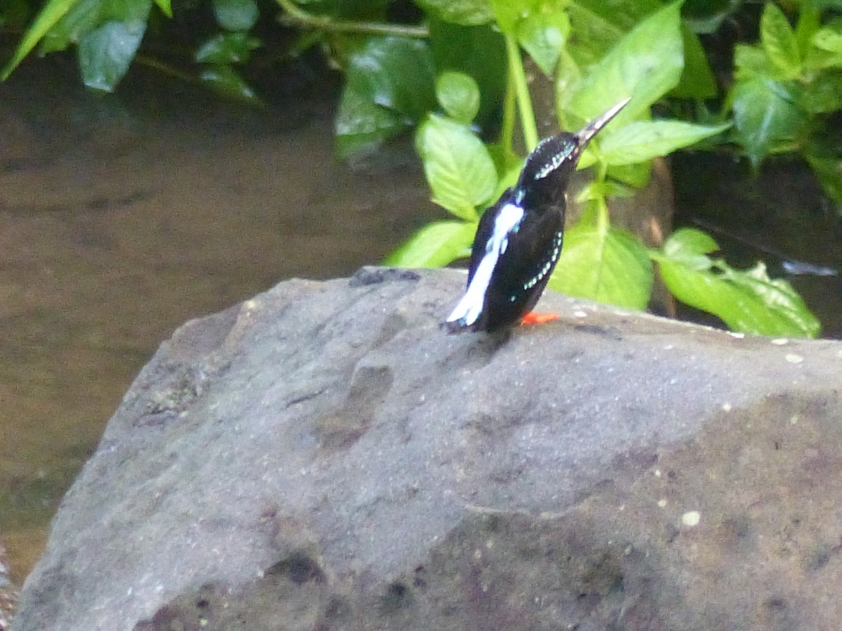 Southern Silvery-Kingfisher - ML622089716