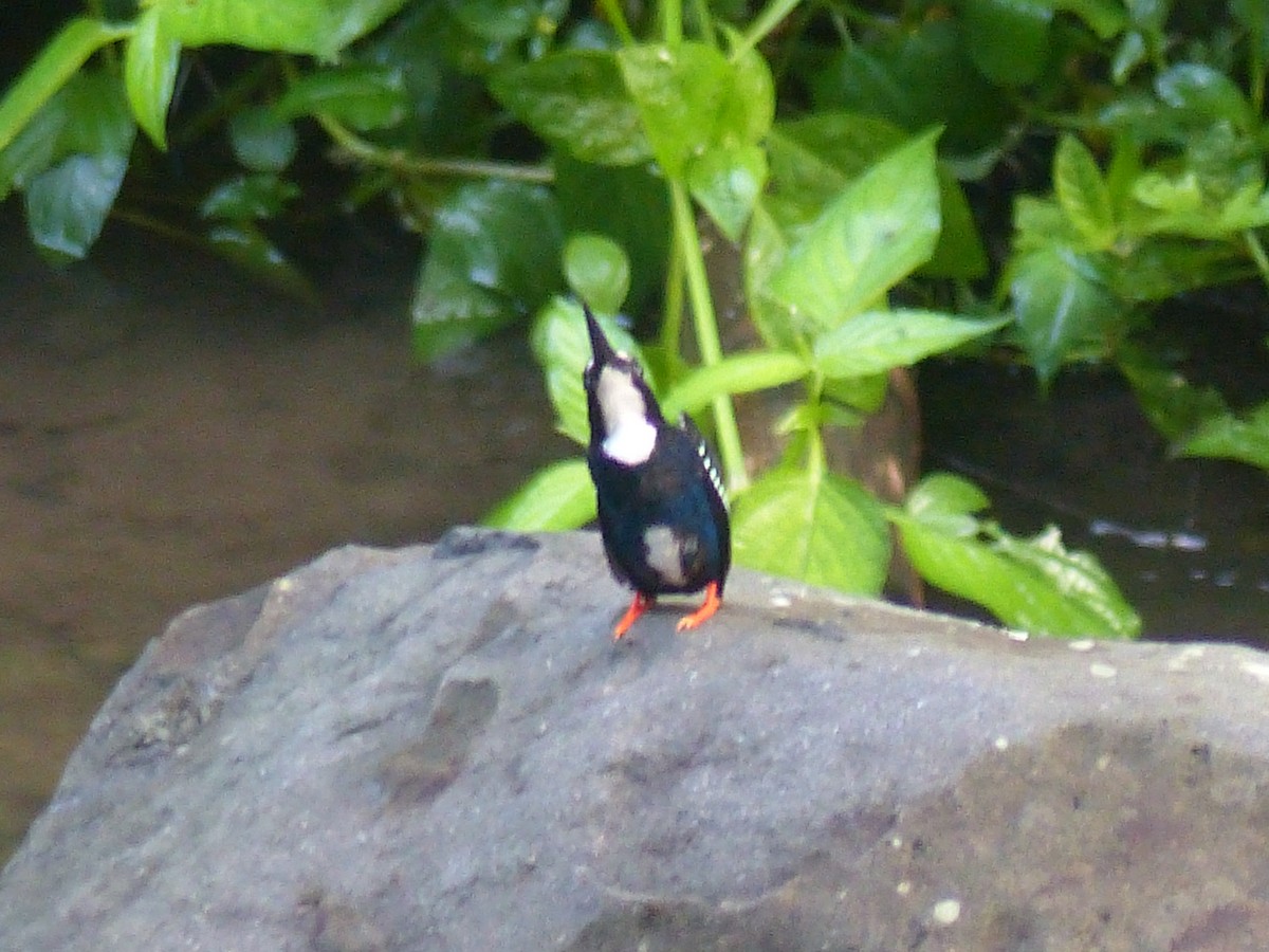 Southern Silvery-Kingfisher - ML622089740