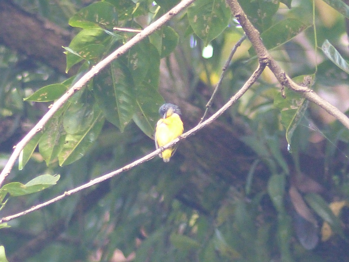 Orange-bellied Flowerpecker - ML622089762