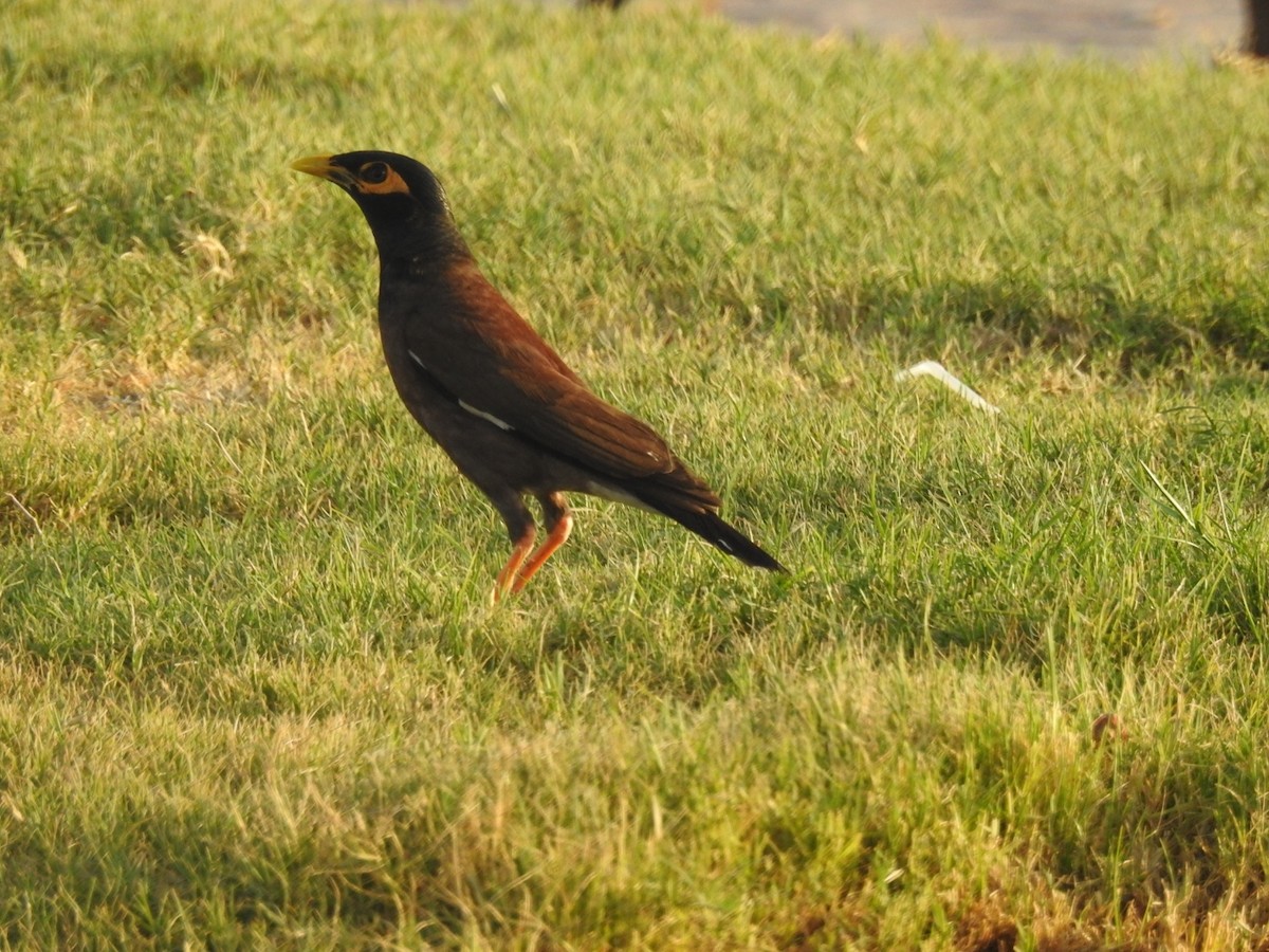 Common Myna - ML622089813