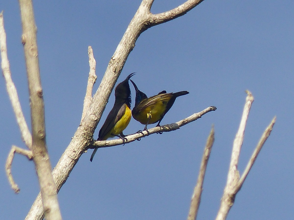 Garden Sunbird - ML622089816