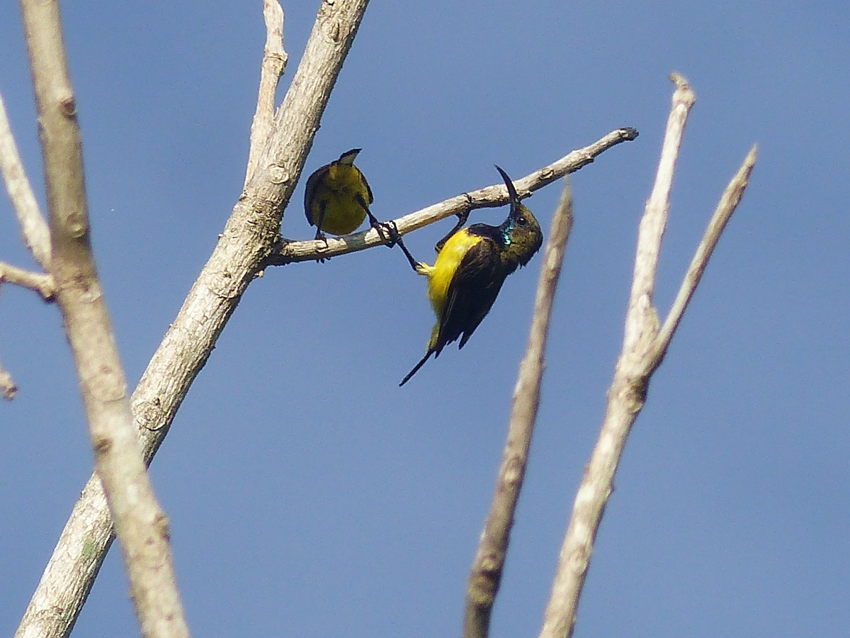 Garden Sunbird - ML622089817