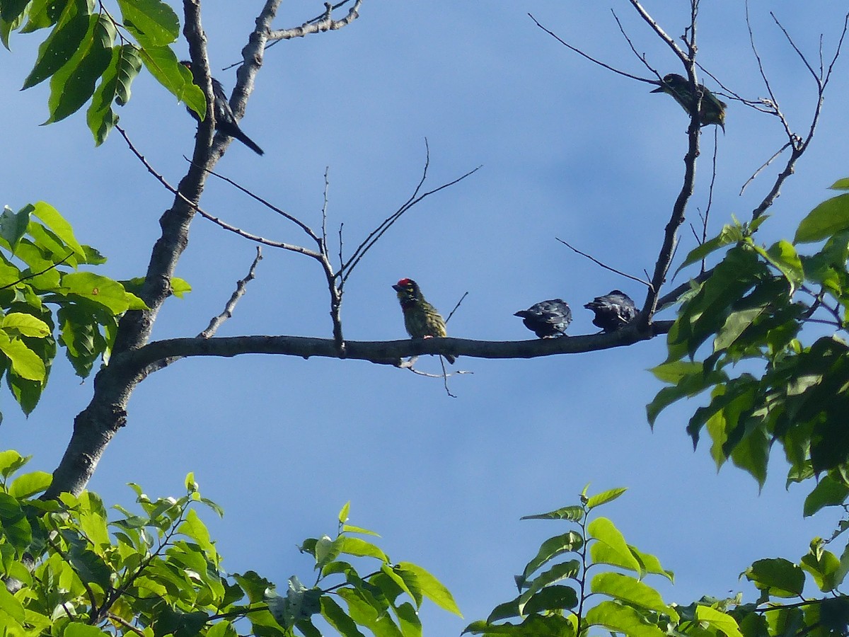 Coppersmith Barbet - ML622089820