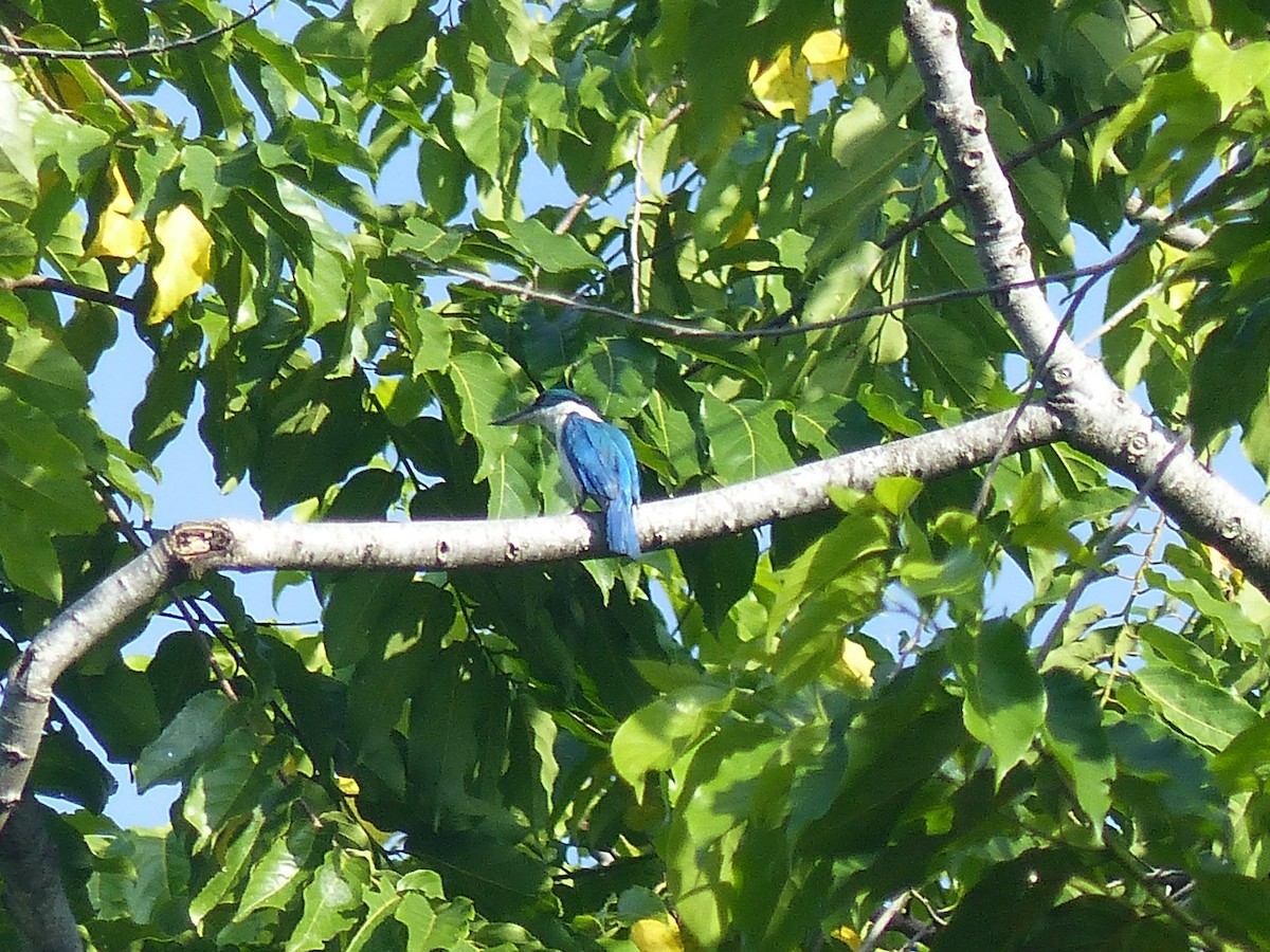 Collared Kingfisher - ML622089823