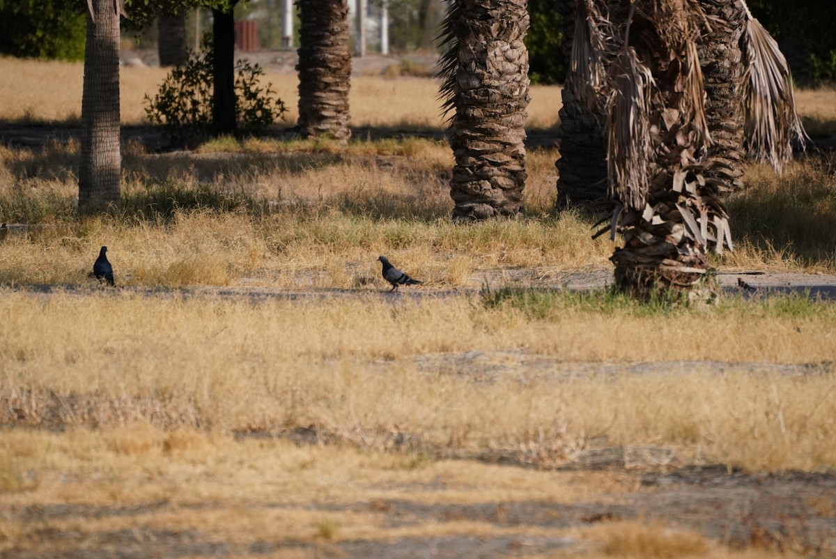 Rock Pigeon (Feral Pigeon) - Irvin Calicut