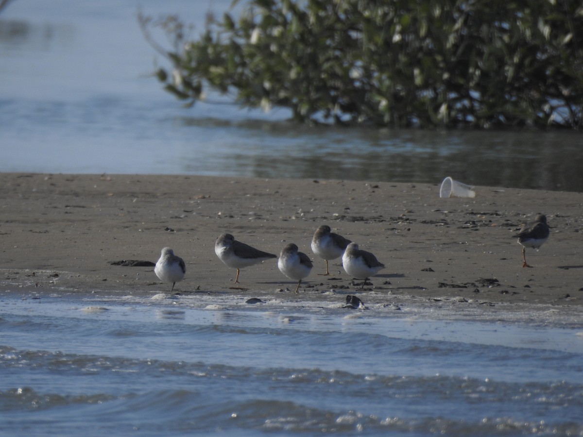 Sanderling - ML622089877