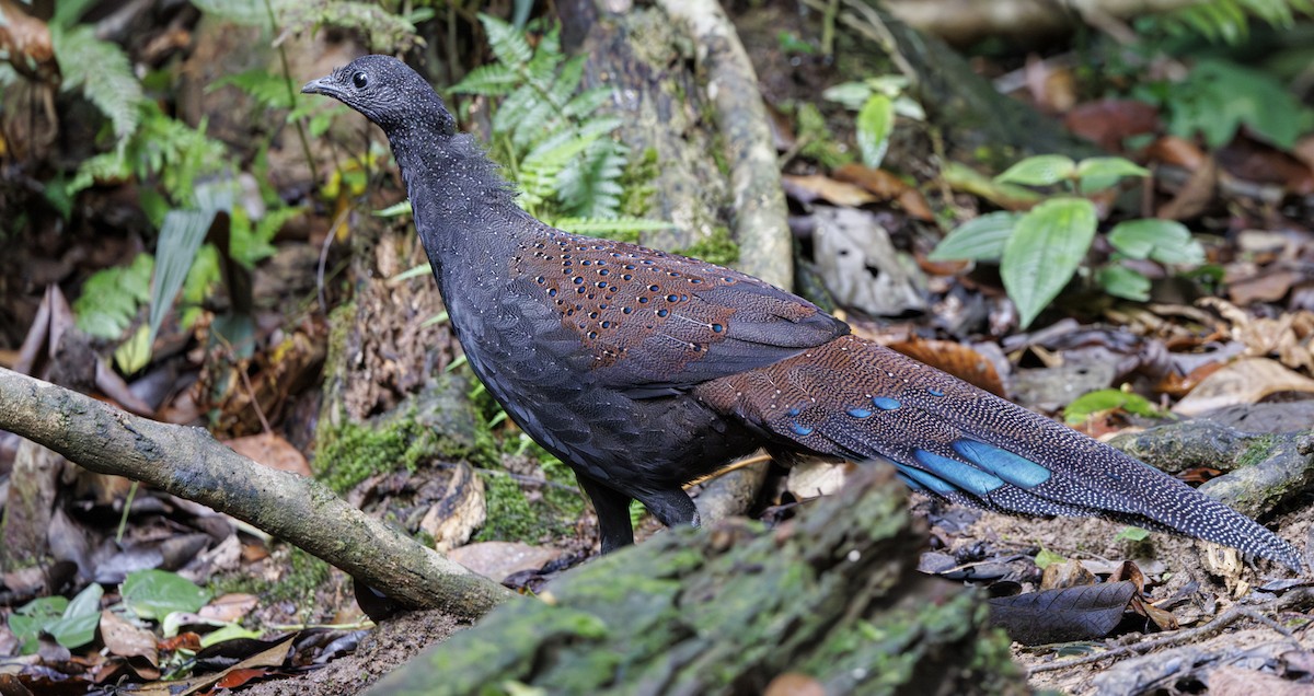 Mountain Peacock-Pheasant - ML622089912