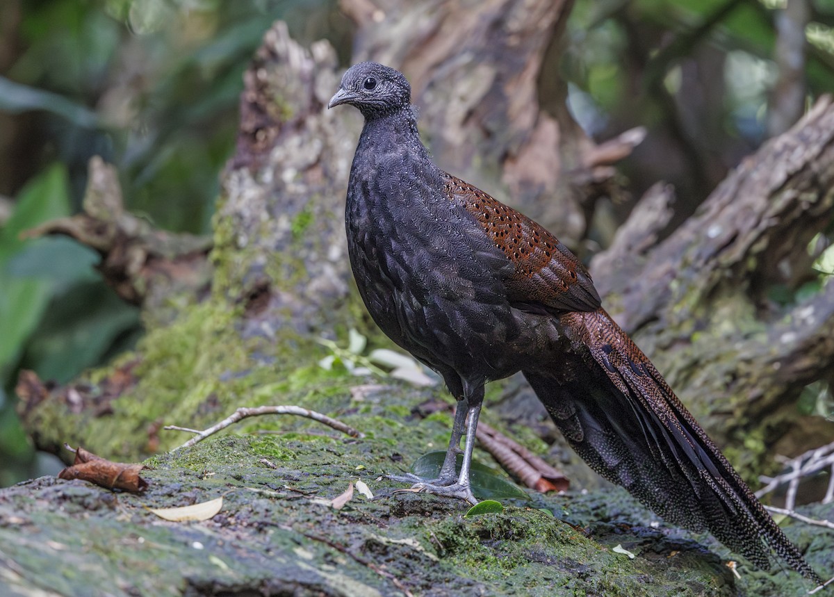 Mountain Peacock-Pheasant - Jason Vassallo