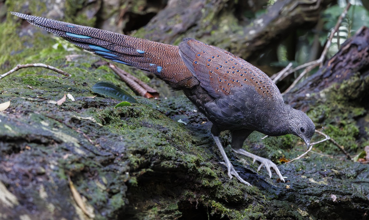 Mountain Peacock-Pheasant - ML622089914