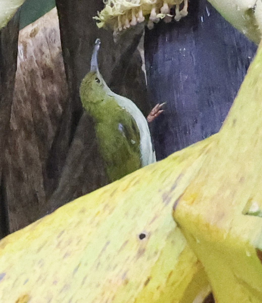 Gray-breasted Spiderhunter - Jason Vassallo