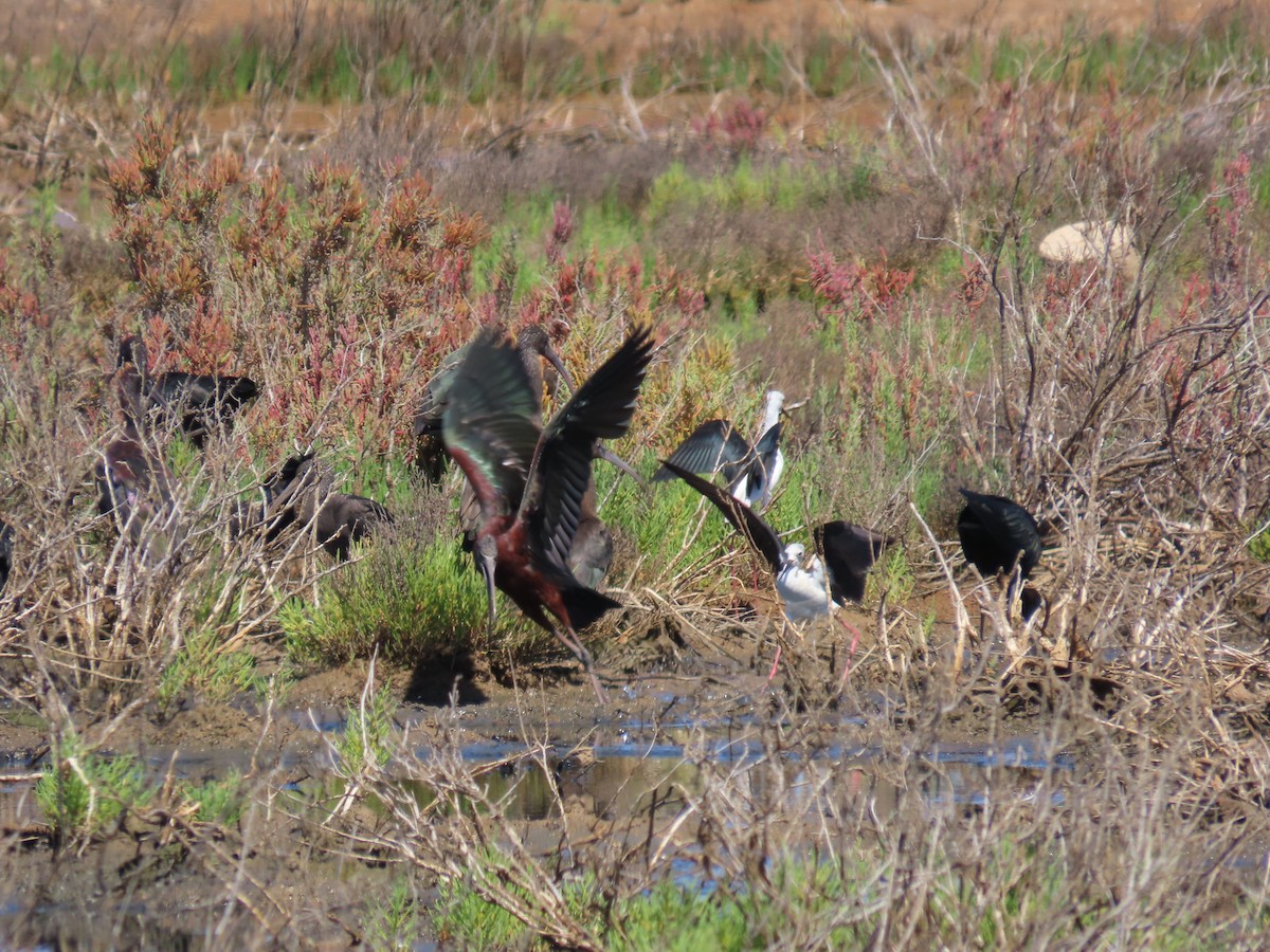 Glossy Ibis - ML622089917