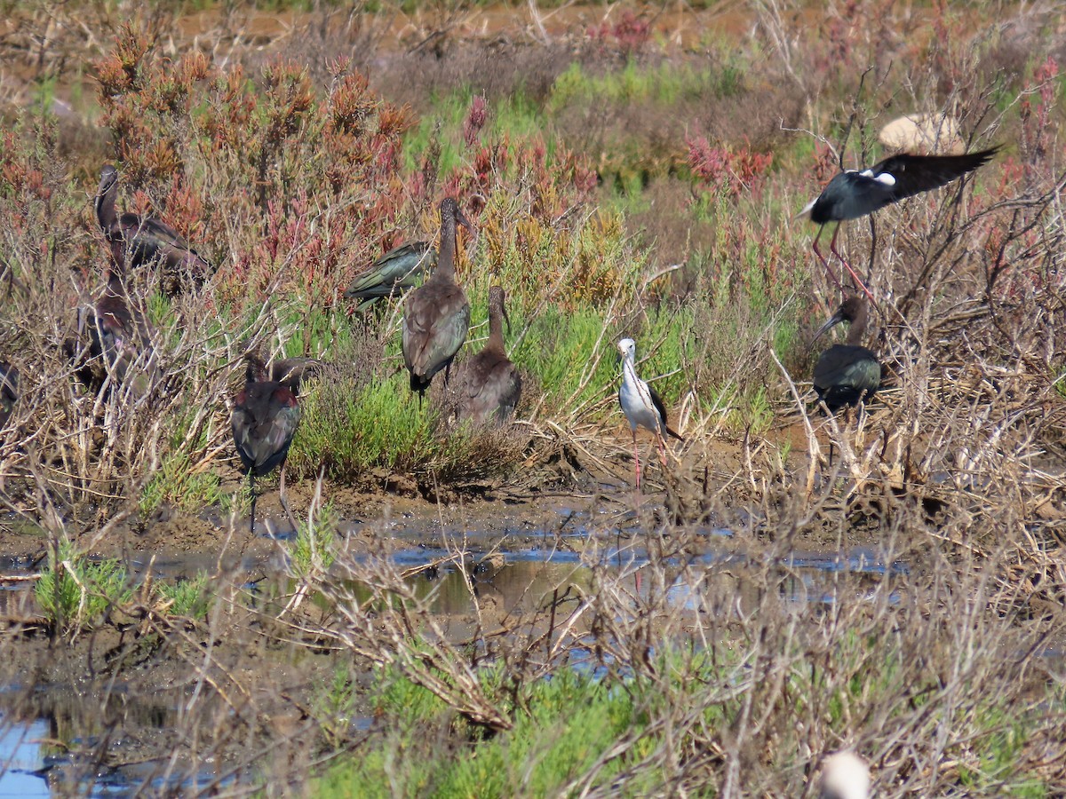 Glossy Ibis - ML622089918