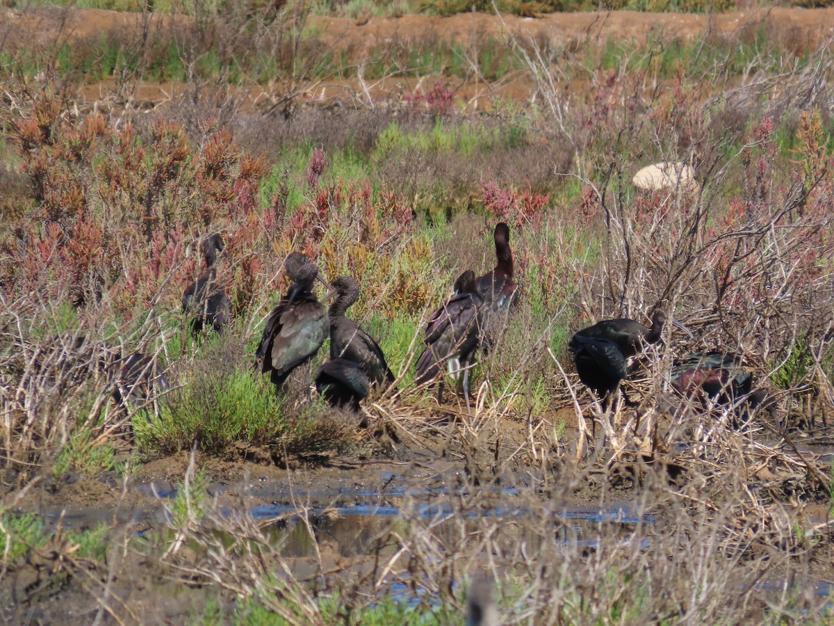 Glossy Ibis - ML622089919