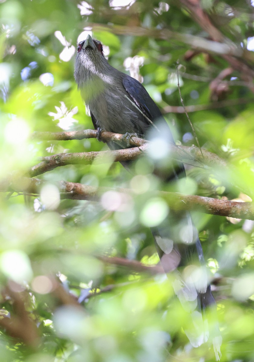 Green-billed Malkoha - ML622089921