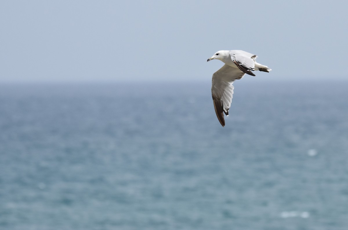 Audouin's Gull - ML622089922