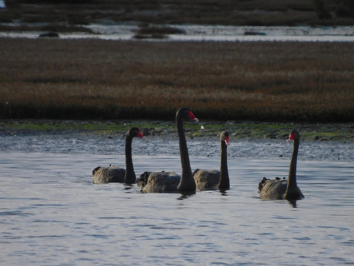 Black Swan - ML622089925