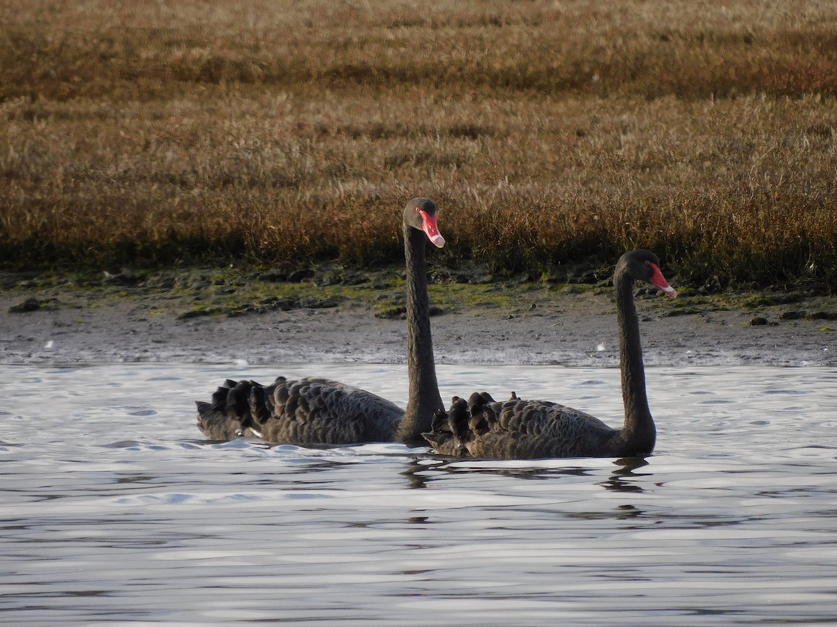 Black Swan - ML622089926