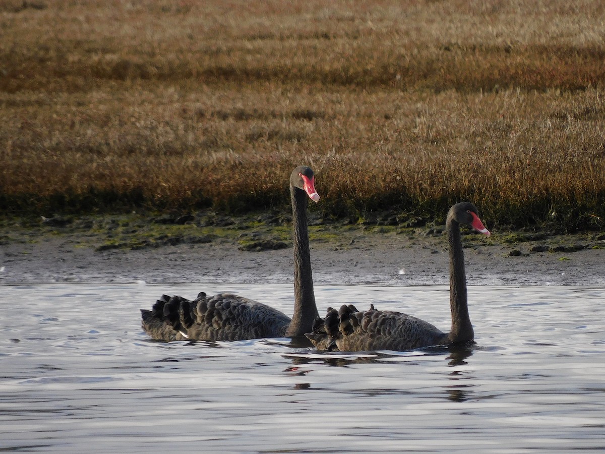 Black Swan - ML622089927