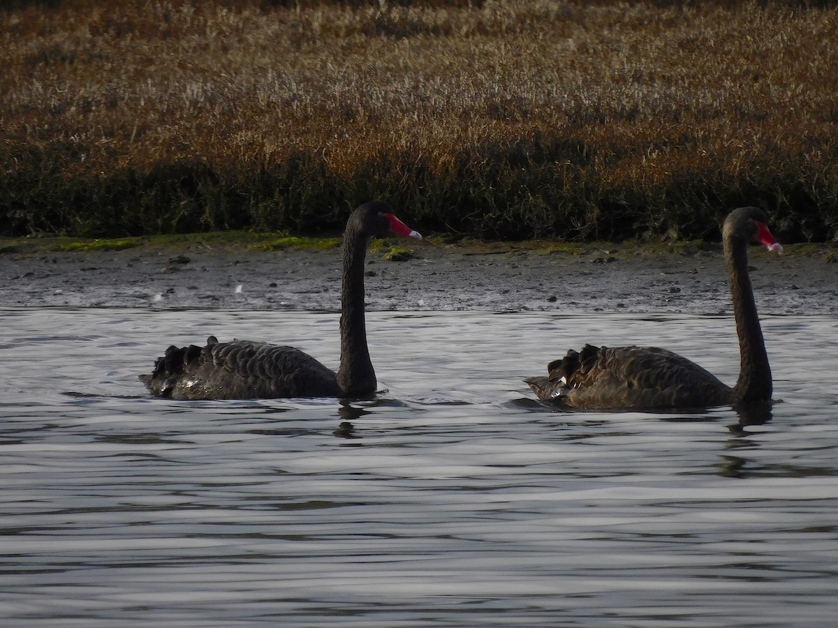 Black Swan - ML622089928