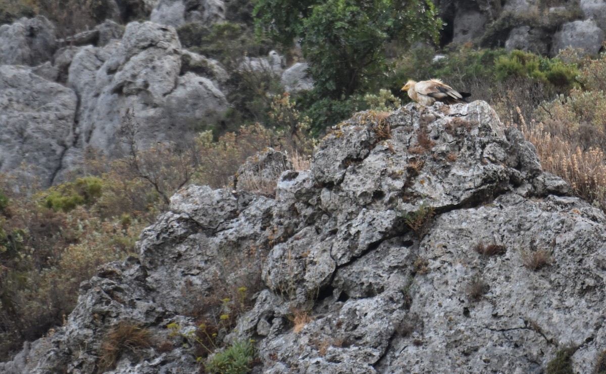 Egyptian Vulture - ML622089931