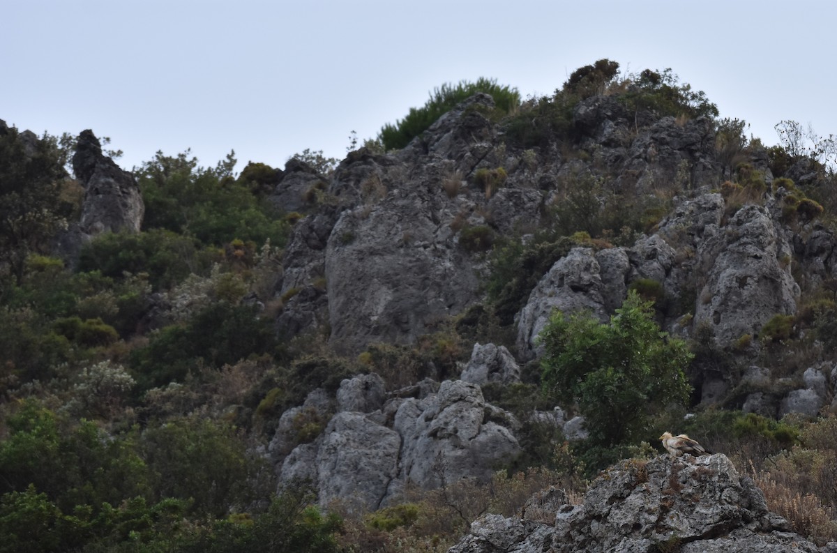 Egyptian Vulture - ML622089932