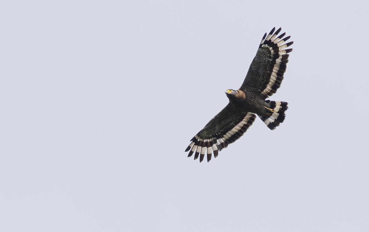 Crested Serpent-Eagle - ML622089933