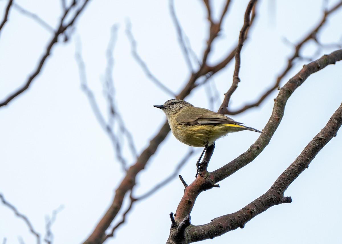 Yellow-rumped Thornbill - ML622089934