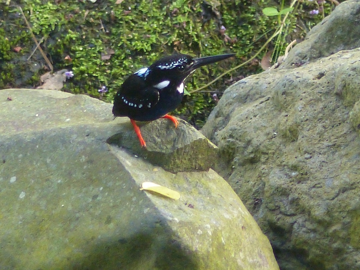 Southern Silvery-Kingfisher - ML622089935