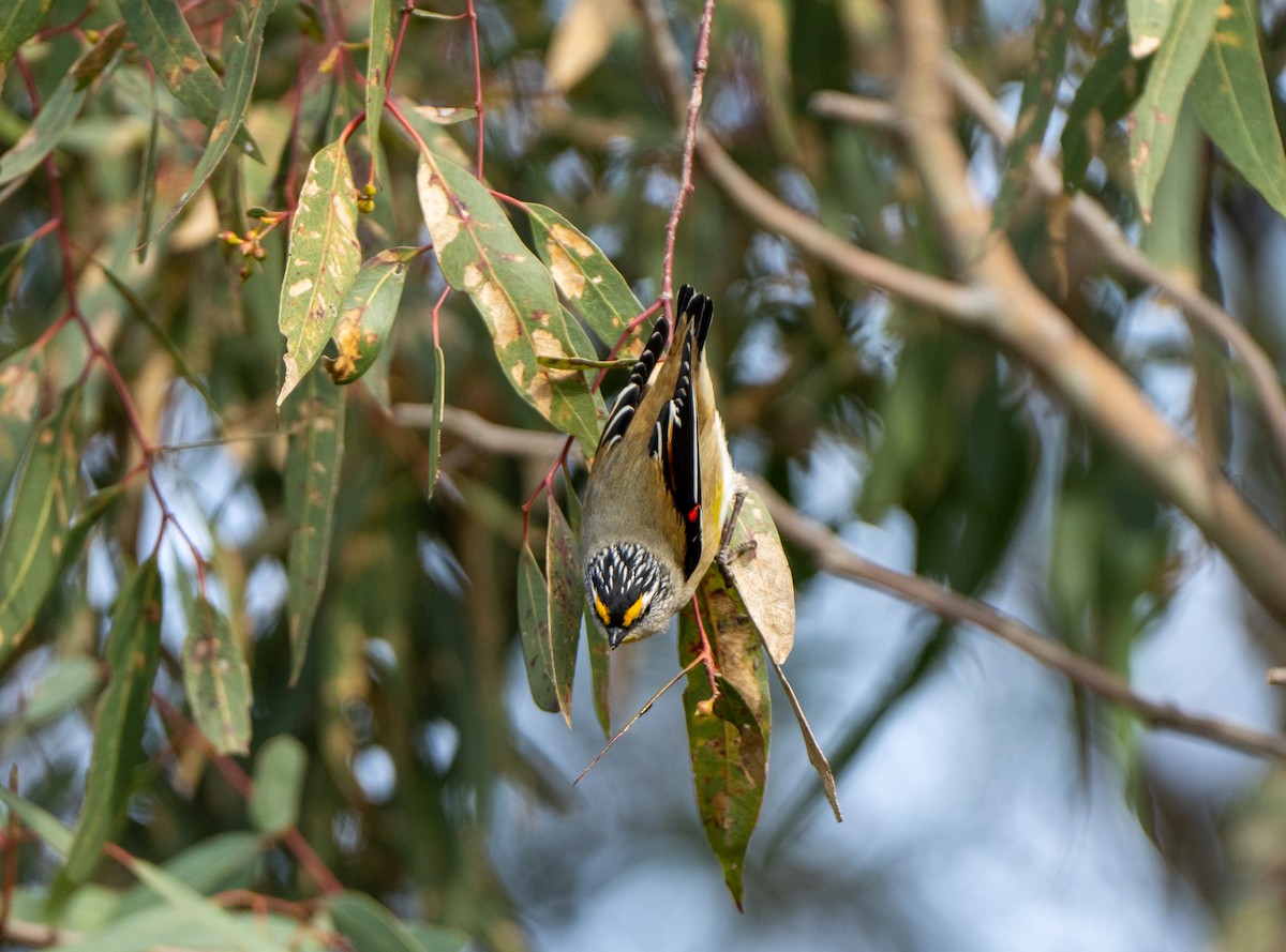 Striated Pardalote - ML622089938