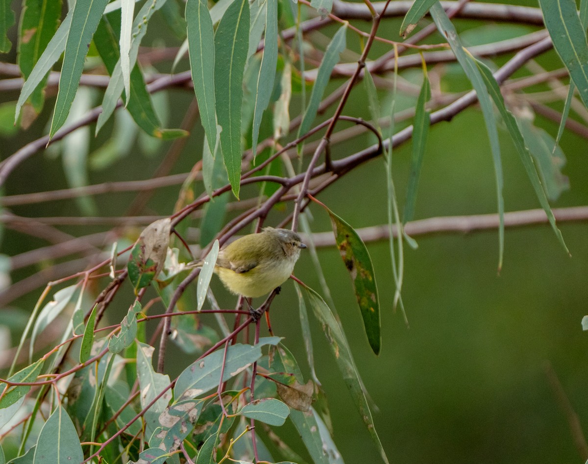 Weebill - ML622089944