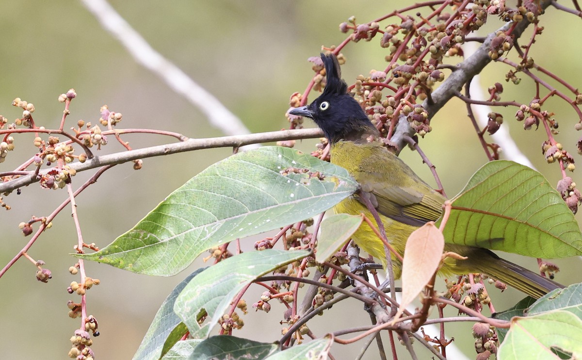 Black-crested Bulbul - ML622089945