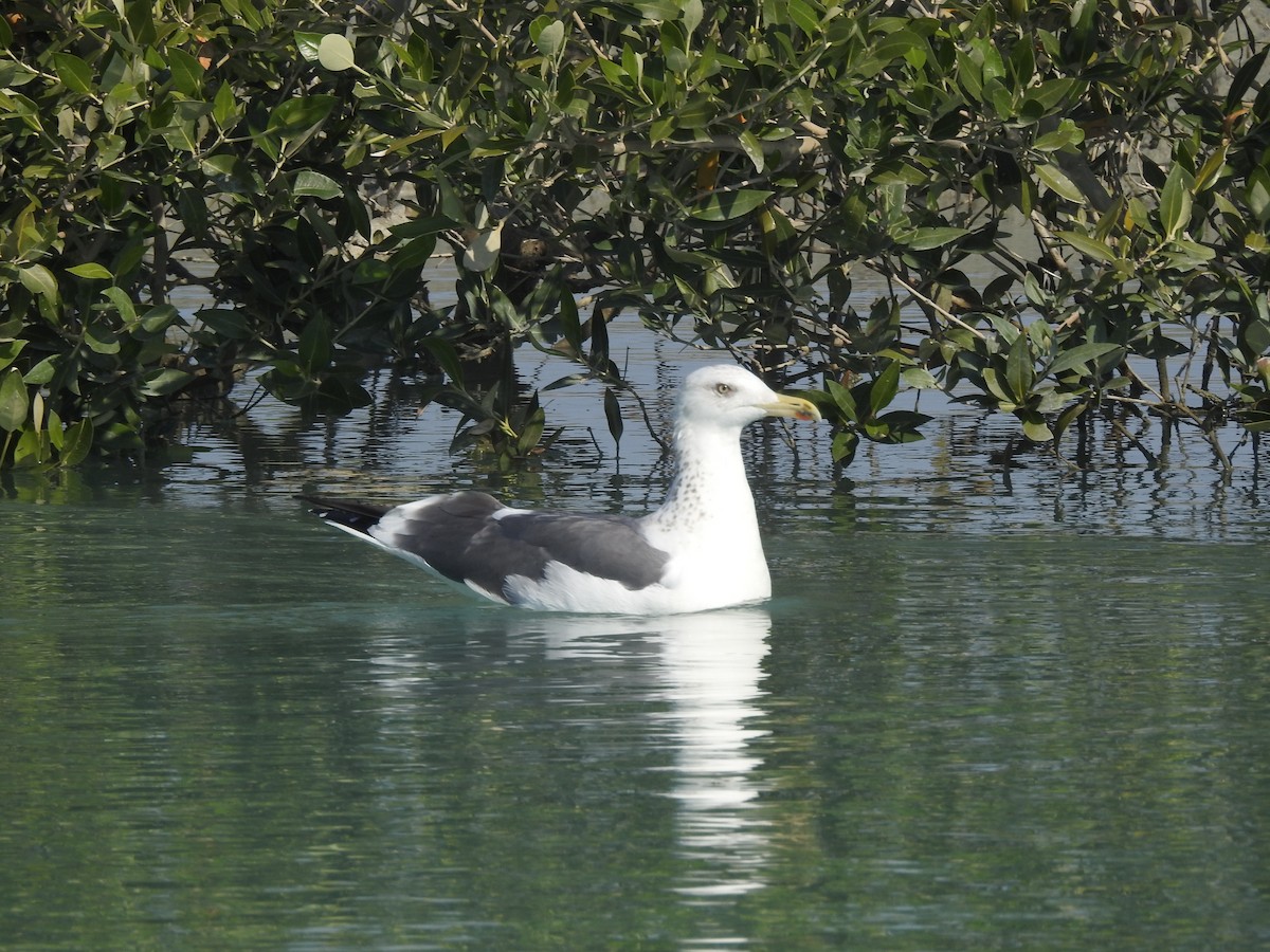 Lesser Black-backed Gull - ML622089946