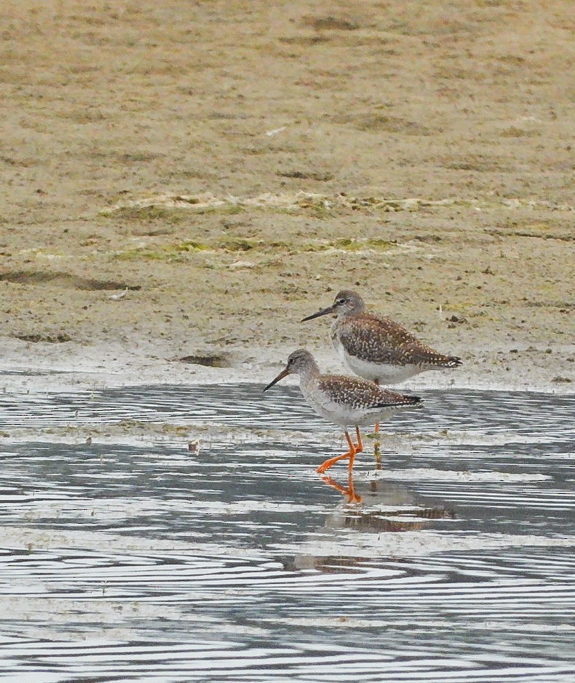 Common Redshank - Isai Ogando