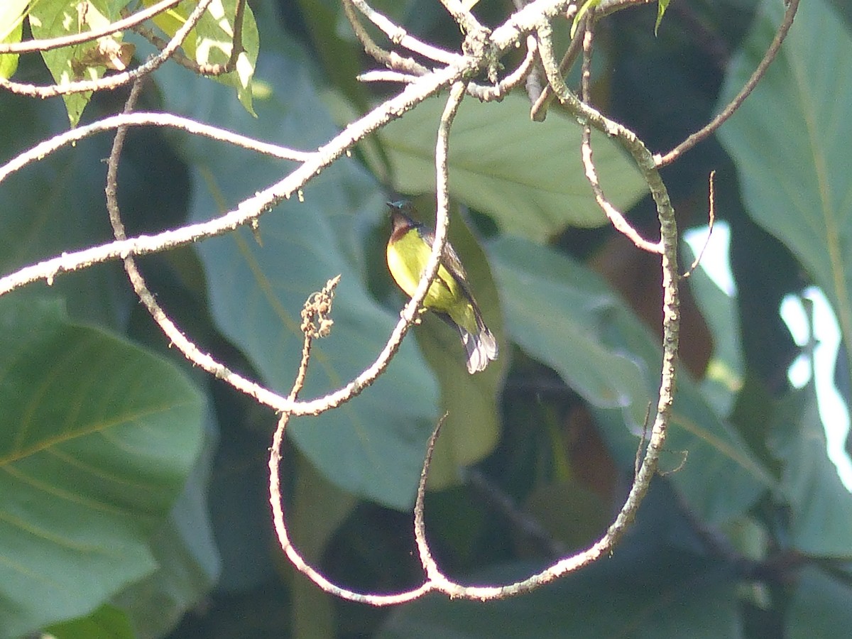 Brown-throated Sunbird - ML622089955