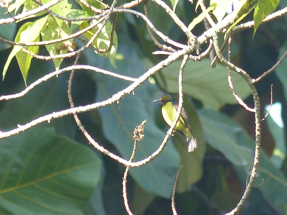 Brown-throated Sunbird - ML622089956