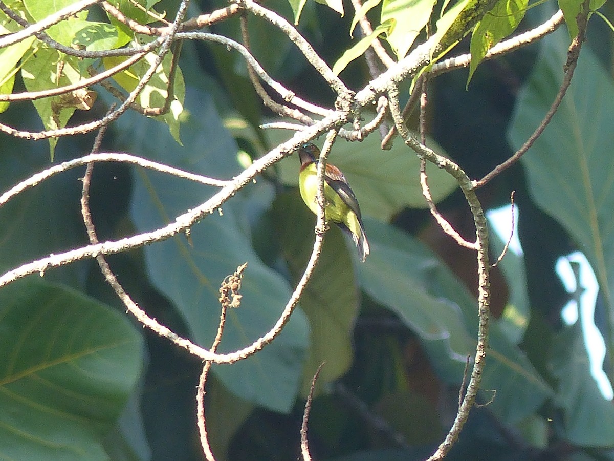 Brown-throated Sunbird - ML622089957