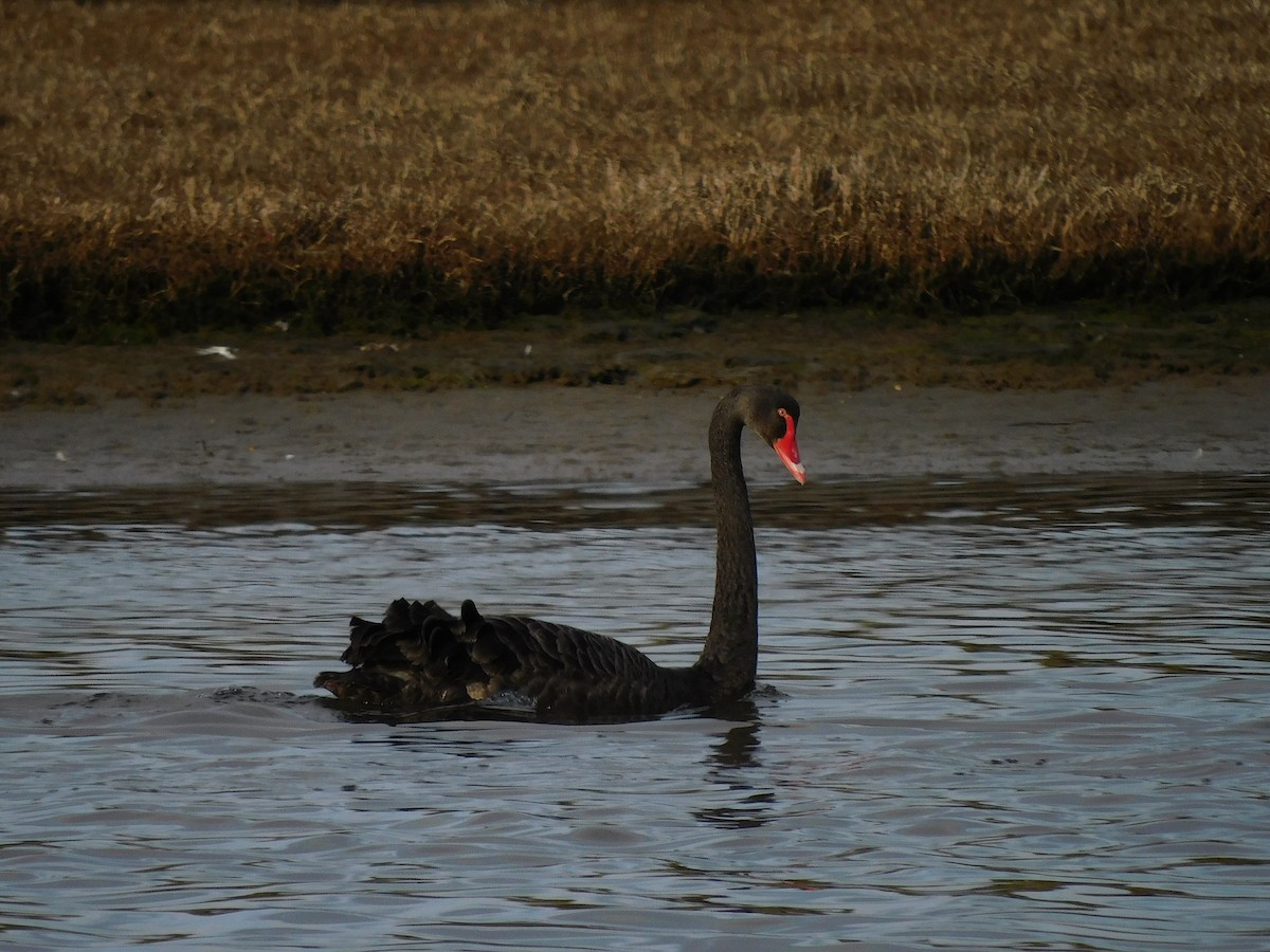 Black Swan - George Vaughan