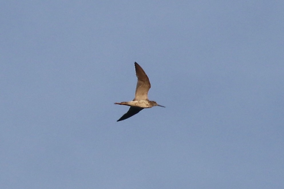 Greater Yellowlegs - ML622089971