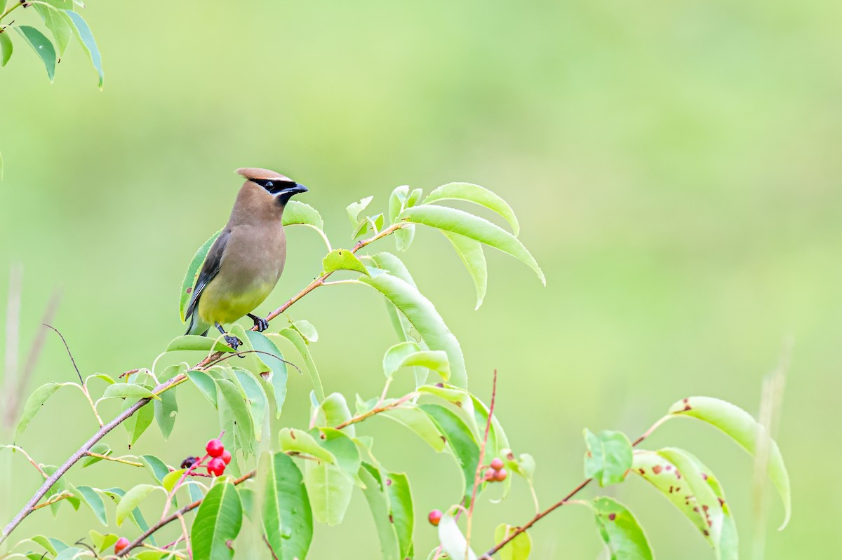 Cedar Waxwing - ML622089972