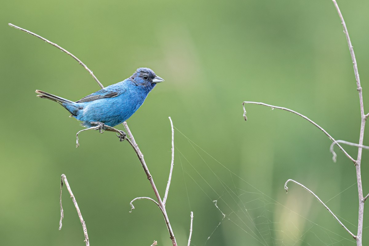 Indigo Bunting - ML622089974