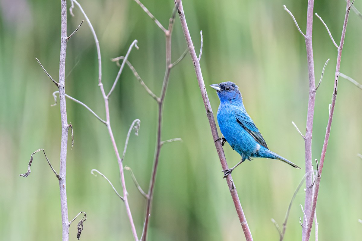 Indigo Bunting - ML622089975