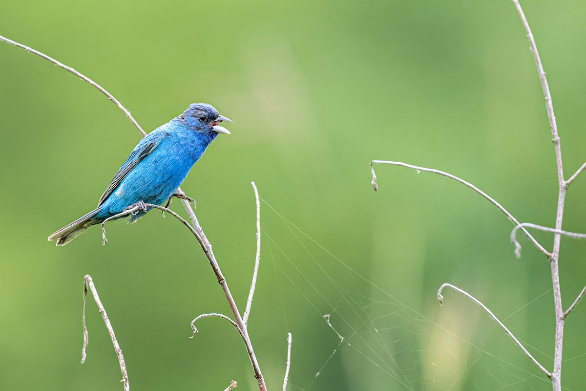 Indigo Bunting - ML622089977