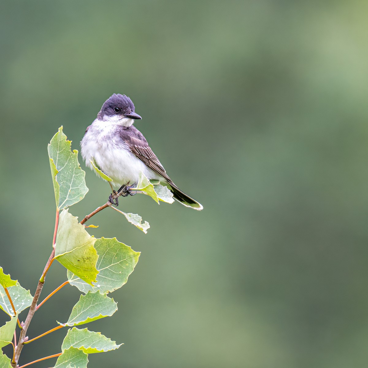Eastern Kingbird - ML622089978