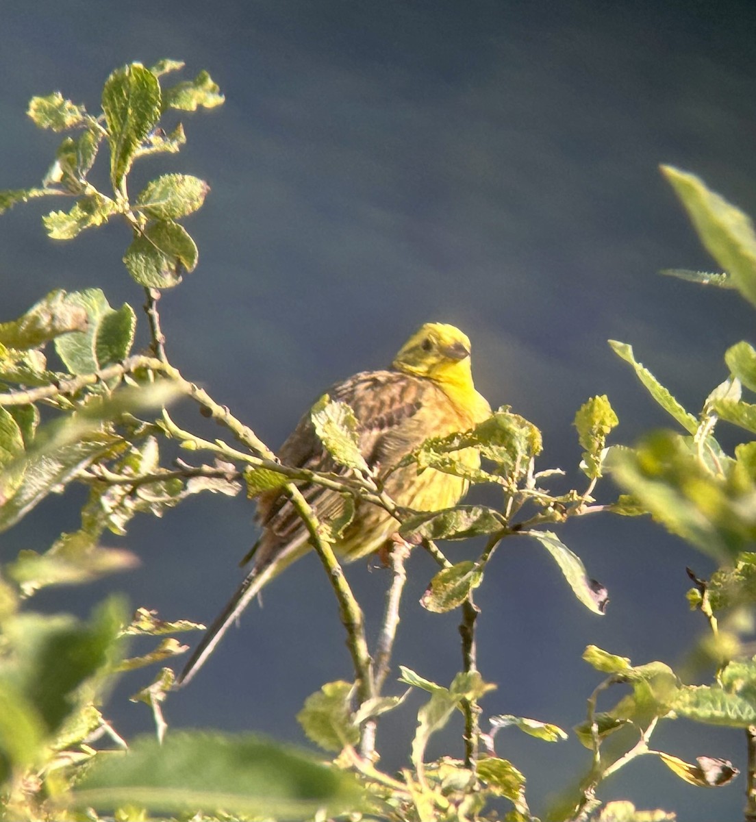 Yellowhammer - Dale Forbes